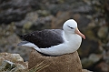 073_Falkland_Islands_New_Island