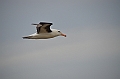 084_Falkland_Islands_New_Island_Albatros