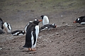 095_Falkland_Islands_Grave_Cove_Eselspinguin