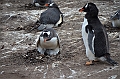 098_Falkland_Islands_Grave_Cove_Eselspinguin