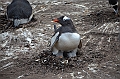 099_Falkland_Islands_Grave_Cove_Eselspinguin