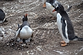 100_Falkland_Islands_Grave_Cove_Eselspinguin