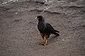 101_Falkland_Islands_Grave_Cove