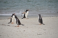 112_Falkland_Islands_Grave_Cove_Eselspinguin