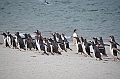 116_Falkland_Islands_Grave_Cove_Eselspinguin