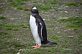 129_Falkland_Islands_Grave_Cove_Eselspinguin