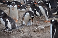 133_Falkland_Islands_Grave_Cove_Eselspinguin