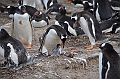 134_Falkland_Islands_Grave_Cove_Eselspinguin