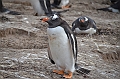 135_Falkland_Islands_Grave_Cove_Eselspinguin