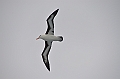 172_Falkland_Islands_Albatros