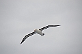 174_Falkland_Islands_Albatros