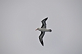 175_Falkland_Islands_Albatros