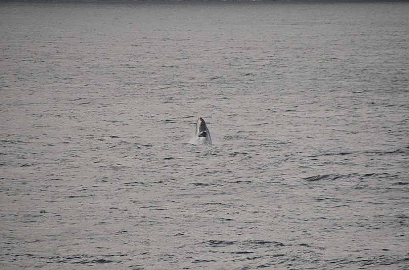 121_USA_Alaska_Unalaska_Island_Humpback_Whale.JPG