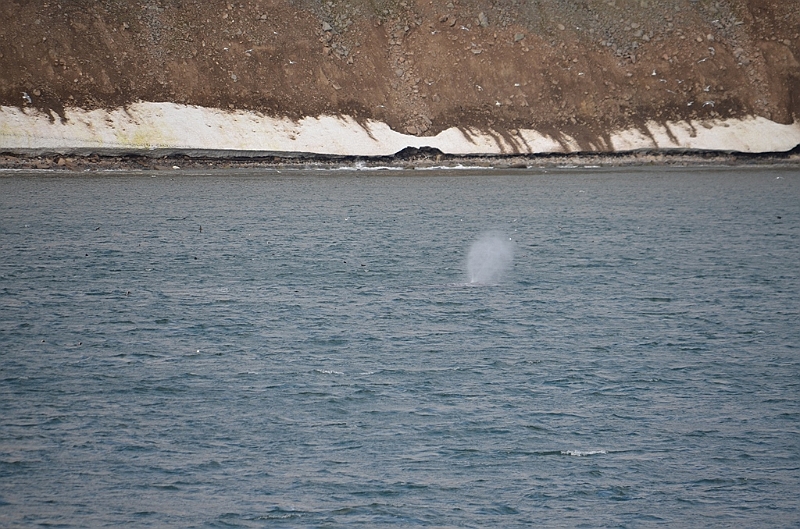 123_Arctic_Russia_Cape_Dezhnev_Grey_Whale.JPG