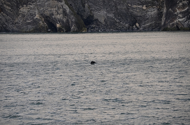 127_Arctic_Russia_Cape_Dezhnev_Grey_Whale.JPG