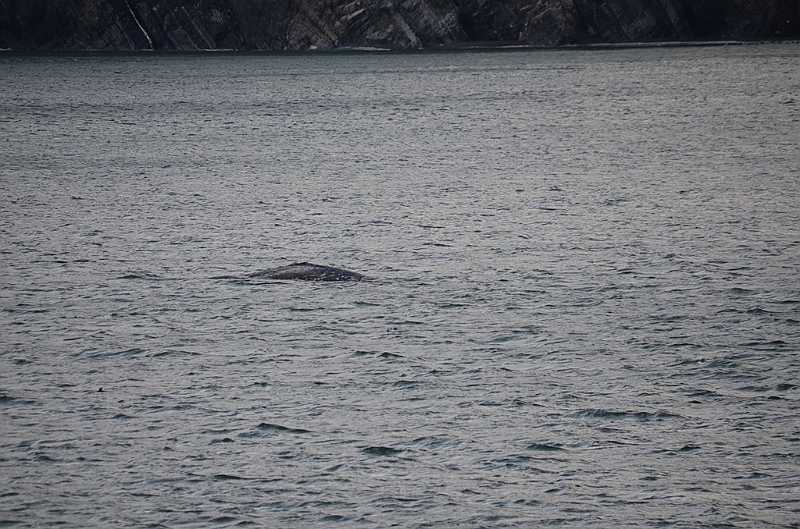 129_Arctic_Russia_Cape_Dezhnev_Grey_Whale.JPG