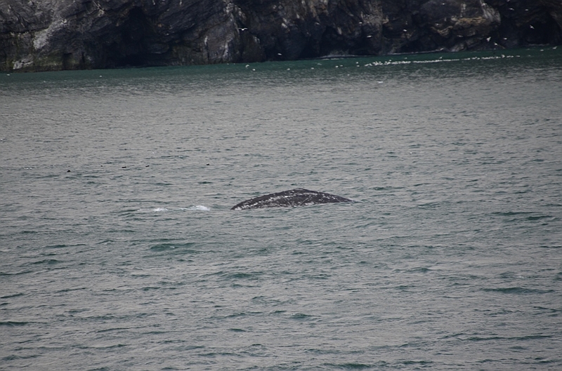 130_Arctic_Russia_Cape_Dezhnev_Grey_Whale.JPG