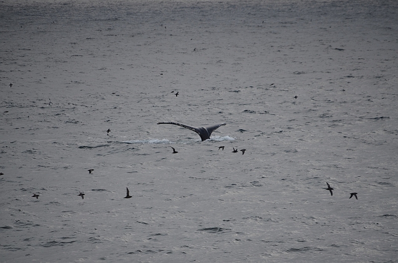 134_Arctic_Russia_Chukchi_Sea_Humpback_Whale.JPG