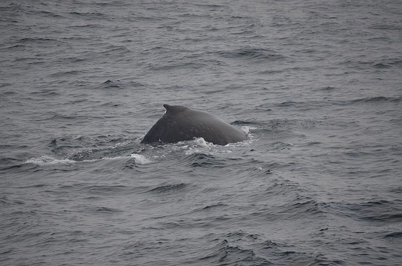 137_Arctic_Russia_Chukchi_Sea_Humpback_Whale.JPG