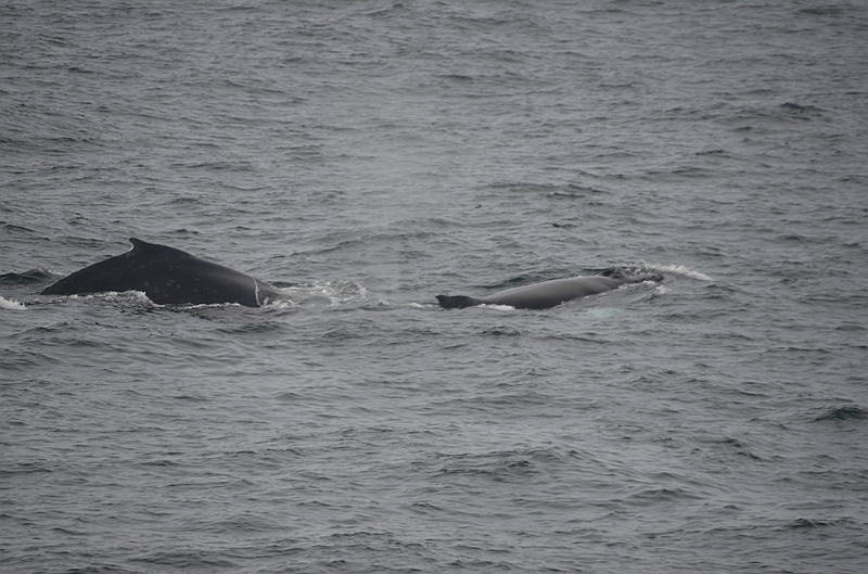 141_Arctic_Russia_Chukchi_Sea_Humpback_Whale.JPG