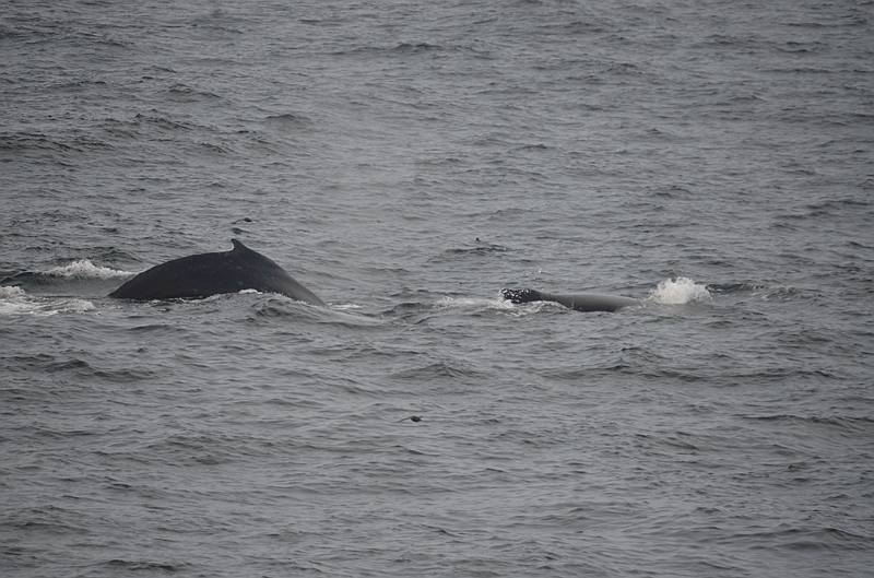 142_Arctic_Russia_Chukchi_Sea_Humpback_Whale.JPG