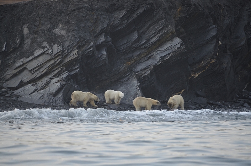 078_Russia_Wrangel_Island_Cape_Waring.JPG