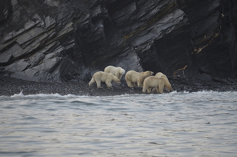 079_Russia_Wrangel_Island_Cape_Waring.JPG