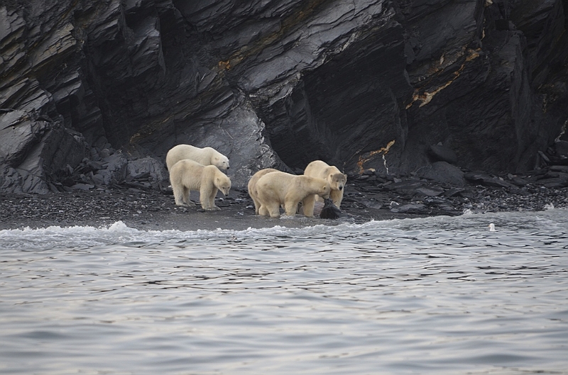 082_Russia_Wrangel_Island_Cape_Waring.JPG