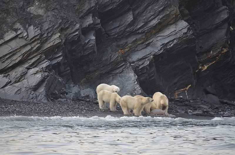 083_Russia_Wrangel_Island_Cape_Waring.JPG