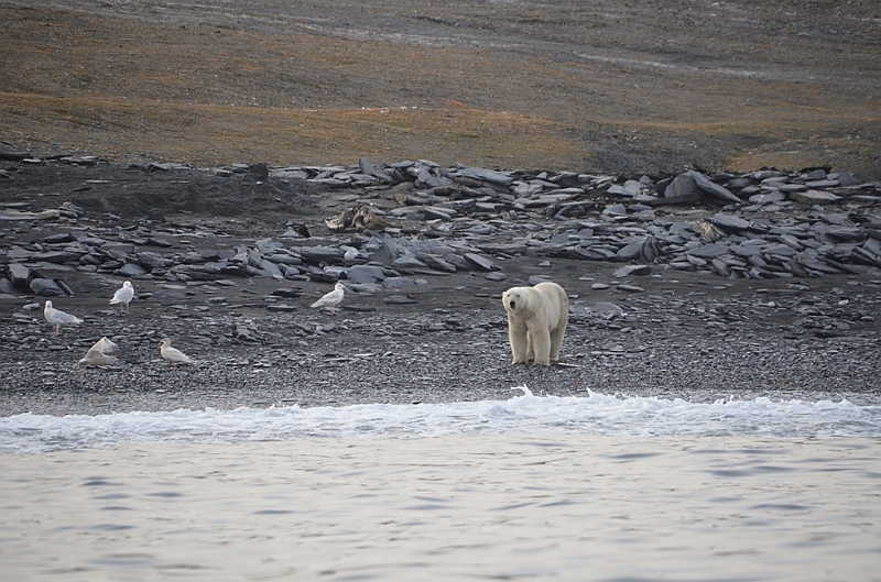 085_Russia_Wrangel_Island_Cape_Waring.JPG