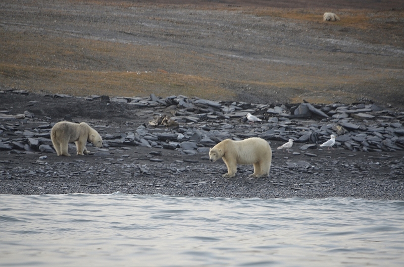 086_Russia_Wrangel_Island_Cape_Waring.JPG