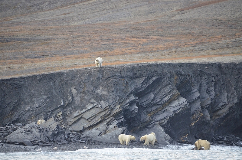 091_Russia_Wrangel_Island_Cape_Waring.JPG