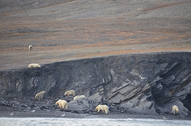 094_Russia_Wrangel_Island_Cape_Waring.JPG