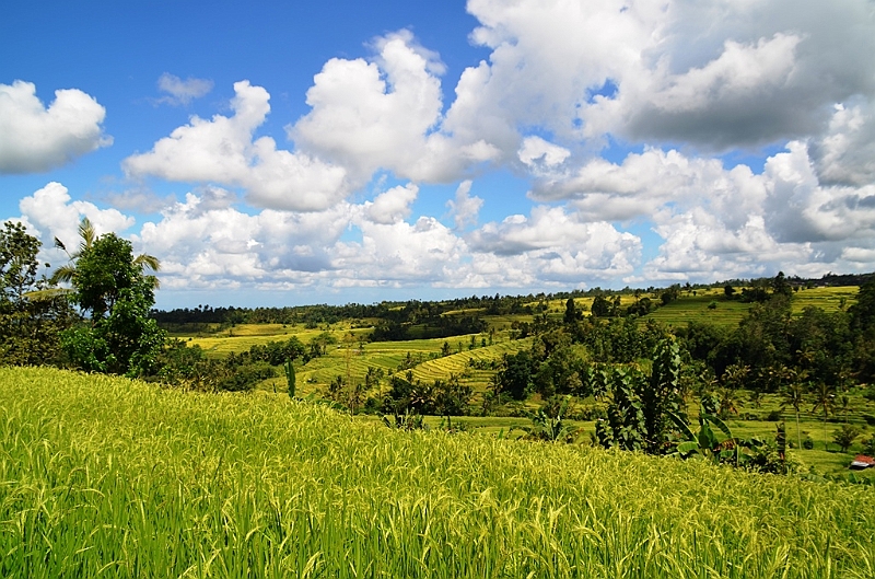 098_Bali_Jatiluwih_Ricefields.JPG