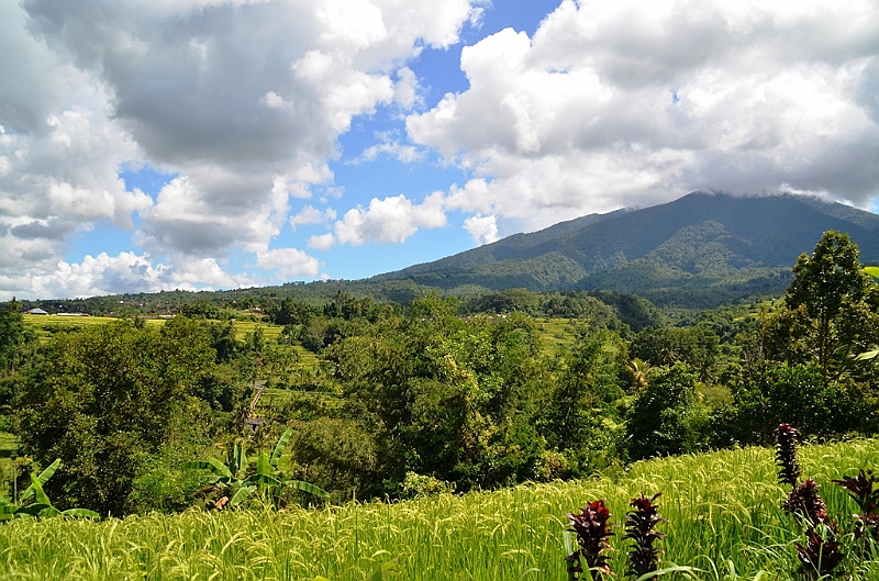 100_Bali_Jatiluwih_Ricefields.JPG