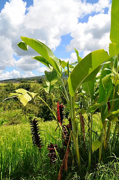 102_Bali_Jatiluwih_Ricefields.JPG