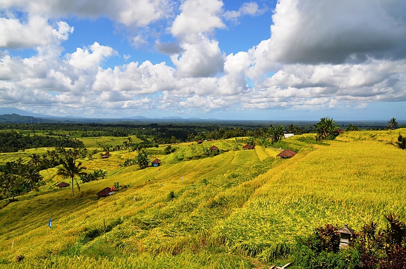 108_Bali_Jatiluwih_Ricefields.JPG