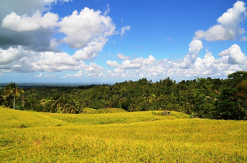 109_Bali_Jatiluwih_Ricefields.JPG