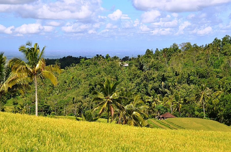 113_Bali_Jatiluwih_Ricefields.JPG