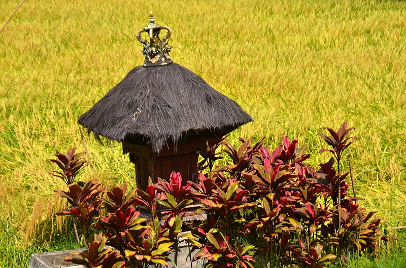 114_Bali_Jatiluwih_Ricefields.JPG