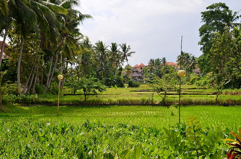 242_Bali_The_Ubud_Village_Resort.JPG