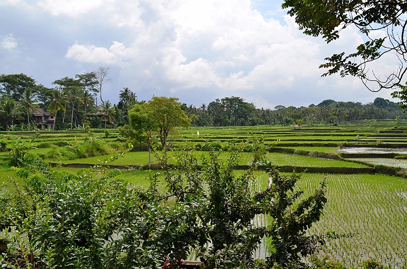 246_Bali_The_Ubud_Village_Resort.JPG