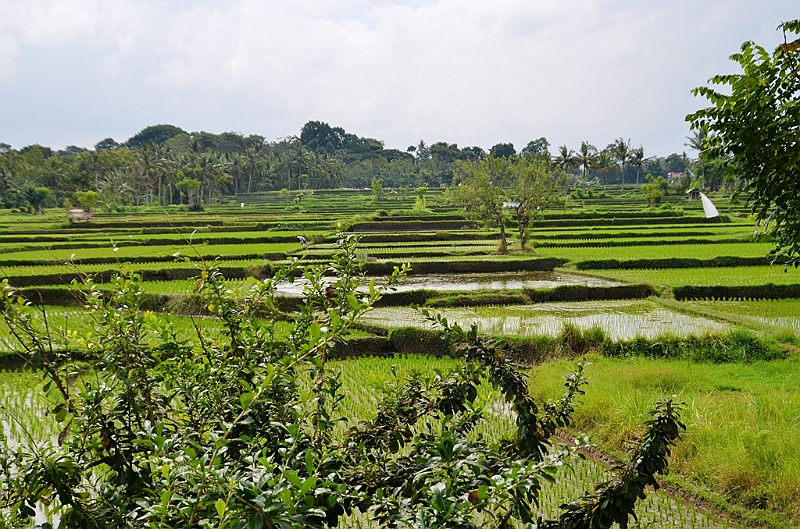 247_Bali_The_Ubud_Village_Resort.JPG