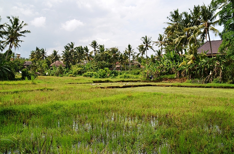 248_Bali_The_Ubud_Village_Resort.JPG