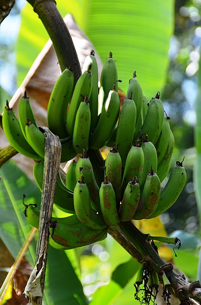 314_Bali_Coffee_Plantation.JPG