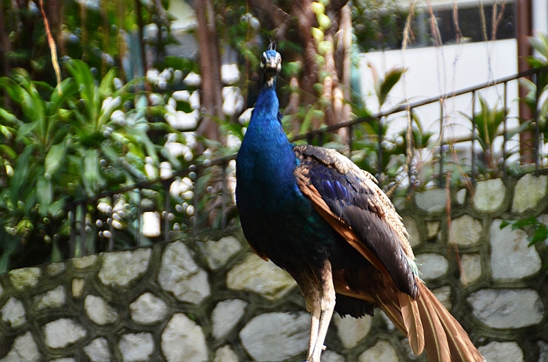 452_Kuala_Lumpur_Bird_Park.JPG