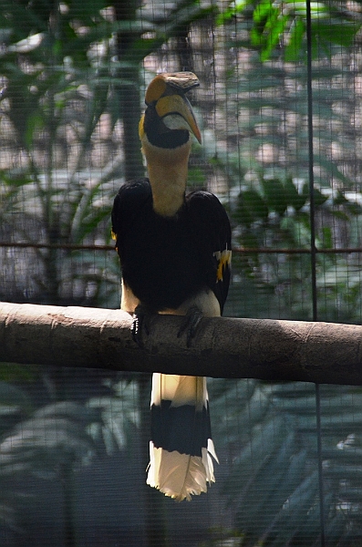 453_Kuala_Lumpur_Bird_Park.JPG