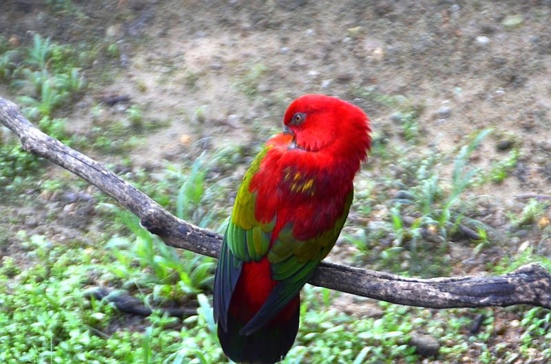 455_Kuala_Lumpur_Bird_Park.JPG