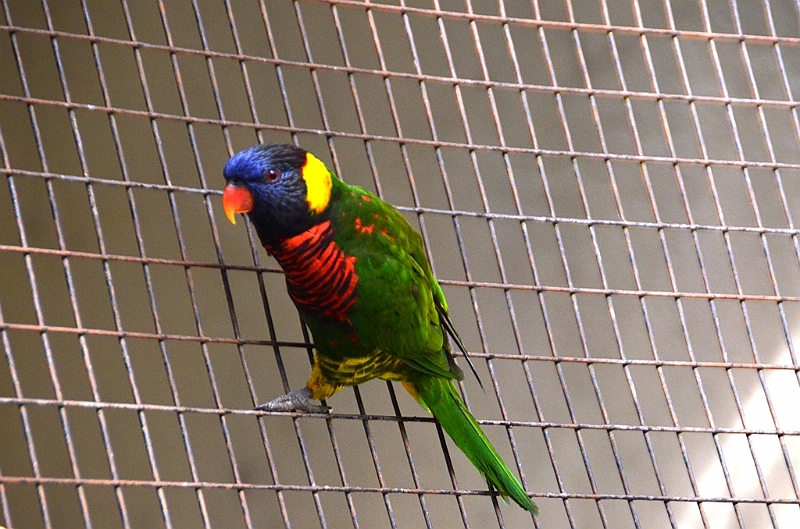 457_Kuala_Lumpur_Bird_Park.JPG