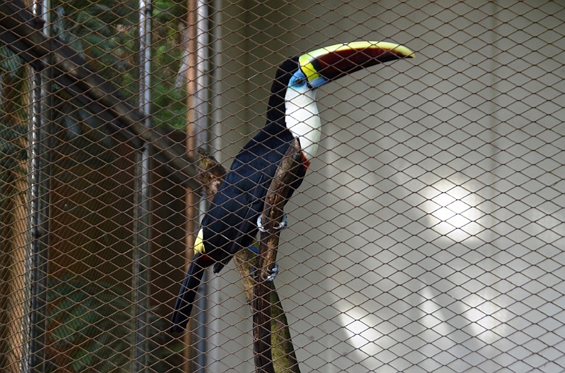 459_Kuala_Lumpur_Bird_Park.JPG